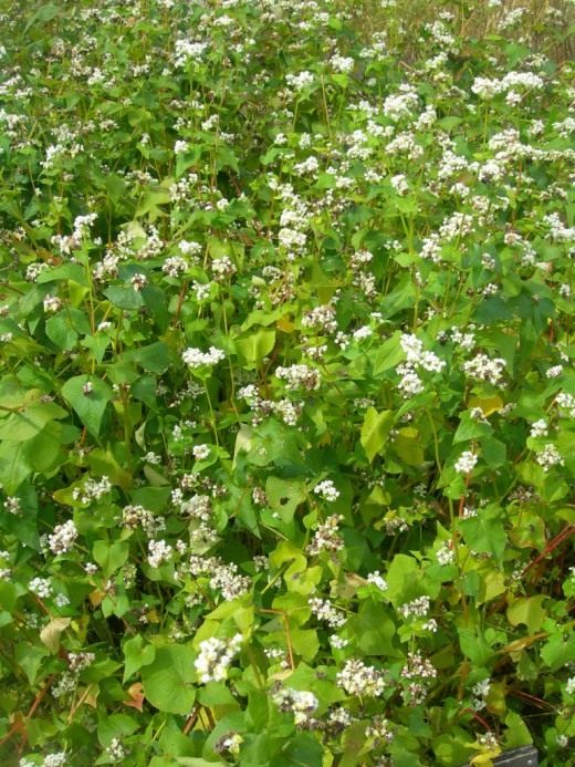 Гречиха (Buckwheat)