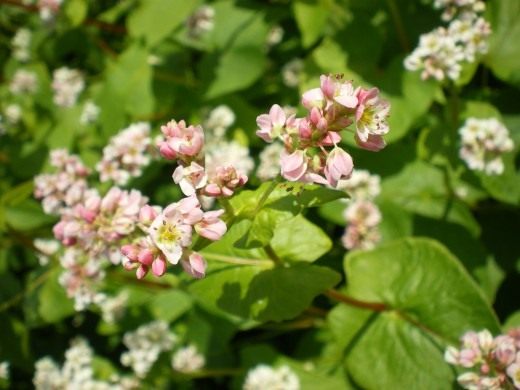 Гречиха (Buckwheat)