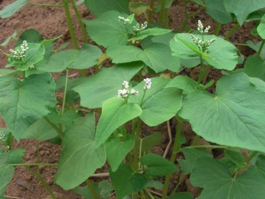 Гречиха (Buckwheat)