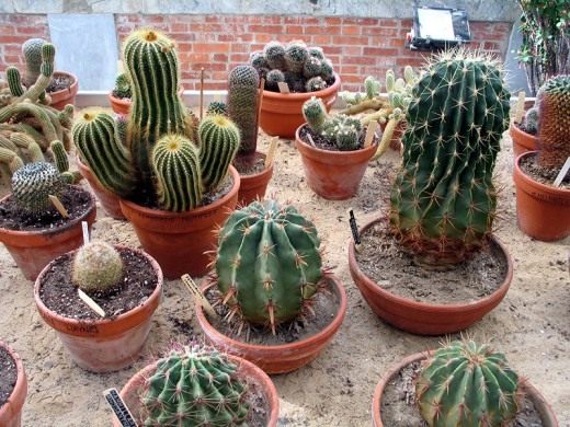 Кактусы (Cactus)