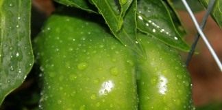 Перец овощной после дождя