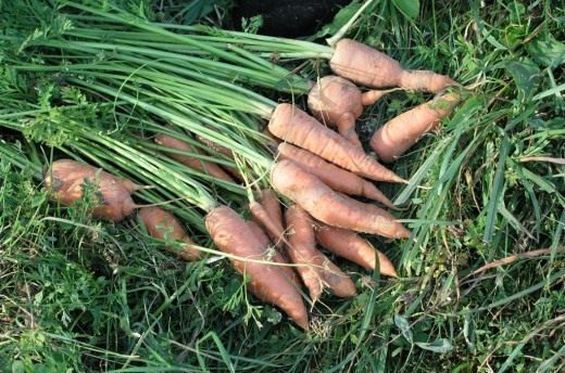 Морковь (Carrot)