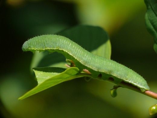 Гусеница бабочки крушинница (Caterpillar Common Brimstone)