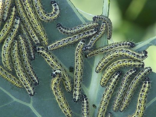 Гусеницы бабочки капустница (Caterpillars Large White)