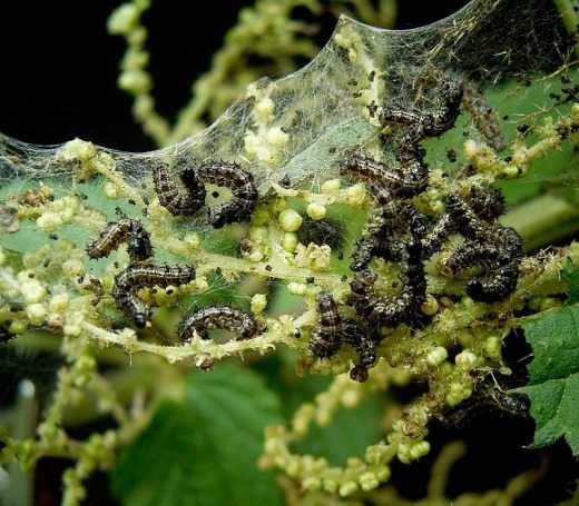 Гусеницы бабочки крапивницы (Caterpillars Small Tortoiseshell)