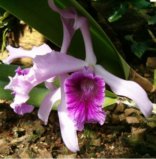 Орхидея Каттлея (Cattleya Orchid) Орхидея Каттлея (Cattleya Orchid)
