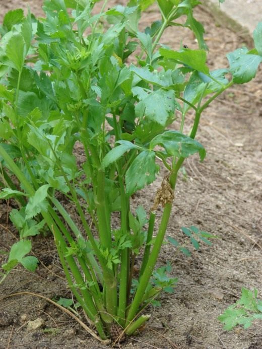 Сельдерей (Celery)