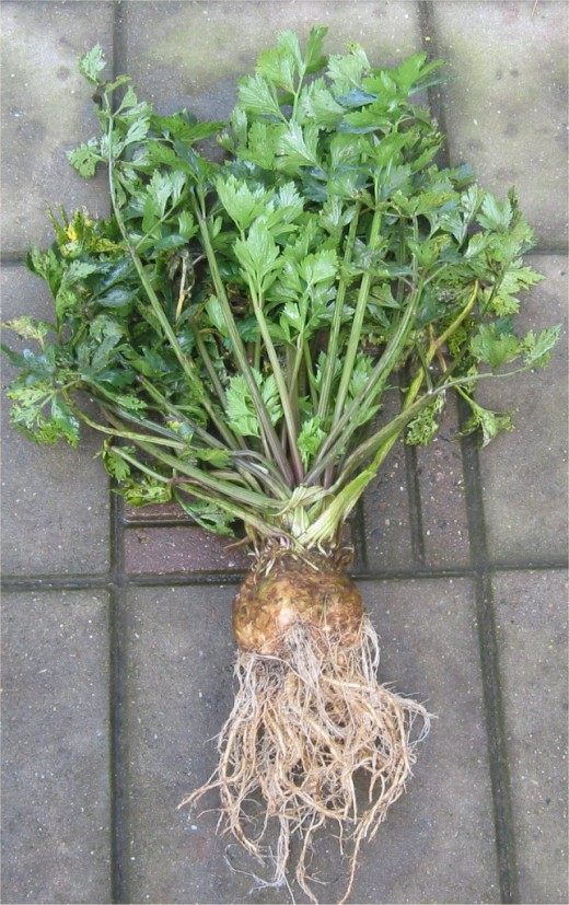 Сельдерей (Celery)