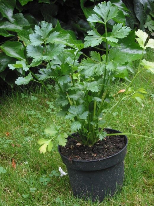 Сельдерей (Celery)