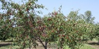 Стоят сады вишнёвые - Сад и огород Вишня