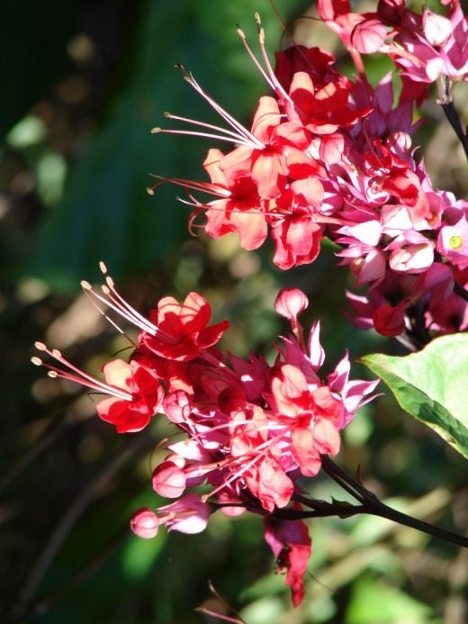Клеродендрум красивый (Clerodendrum speciosum)