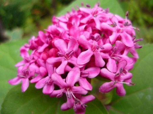 Клеродендрум Бунге (Clerodendrum Bungei)
