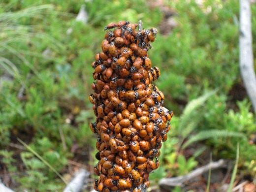 Божьи коровки (Coccinellidae)