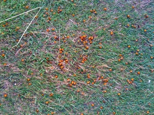 Божьи коровки (Coccinellidae)