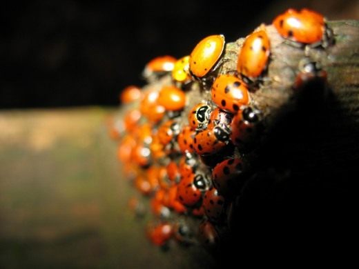 Божьи коровки (Coccinellidae)