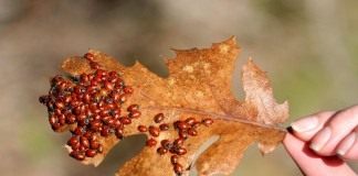 Секрет божьей коровки - Животные