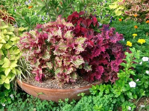 Колеус (Coleus)