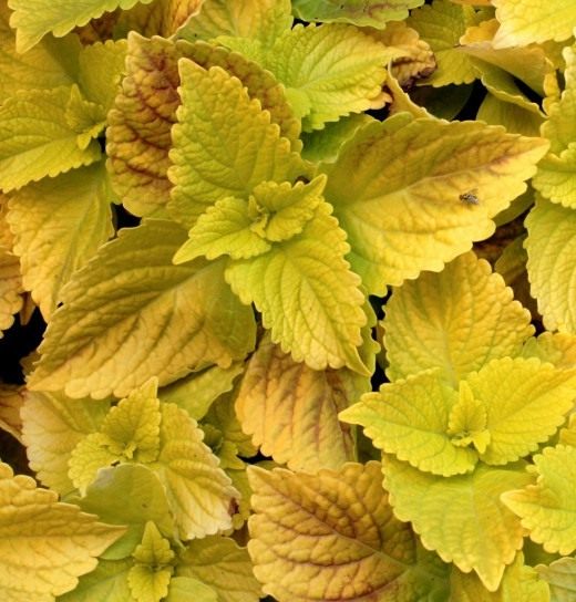 Колеус (Coleus)