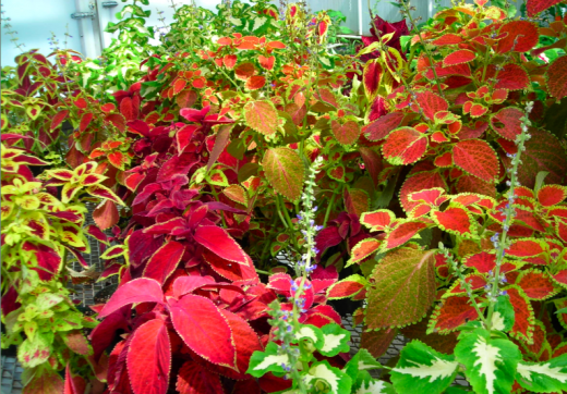 Колеус (Coleus)