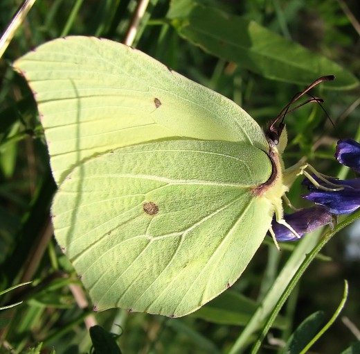 Крушинница, или лимонница (Common Brimstone)