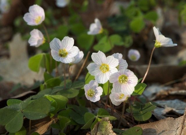 Кислица обыкновенная (Oxalis acetosella) Кислица обыкновенная (Oxalis acetosella)
