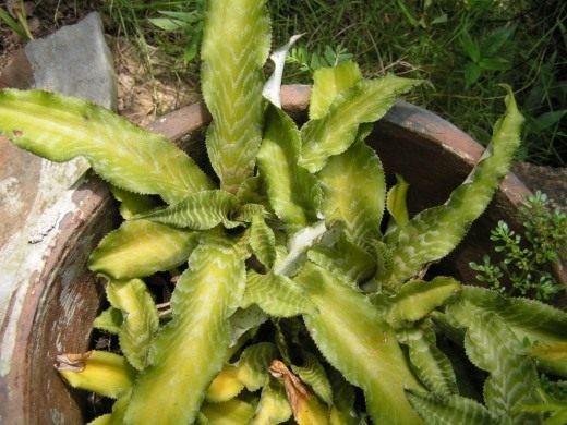 Криптантус (Cryptanthus)