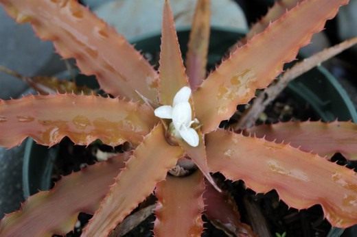 Криптантус (Cryptanthus)