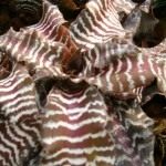 Криптантус (Cryptanthus)
