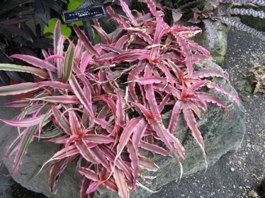 Криптантус (Cryptanthus)