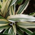 Криптантус (Cryptanthus)