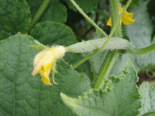 Огурец (Cucumber)