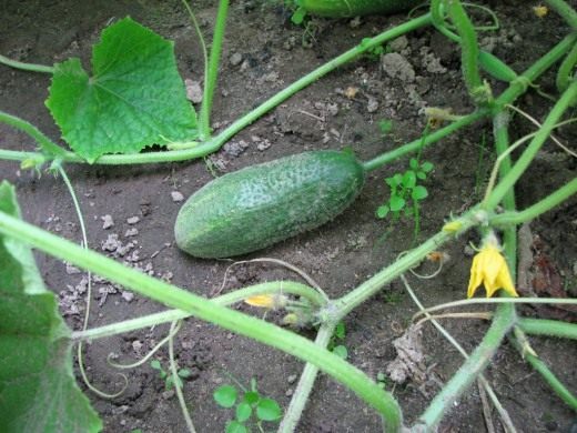 Огурец (Cucumber)