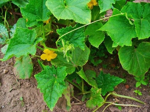 Огурец (Cucumber)
