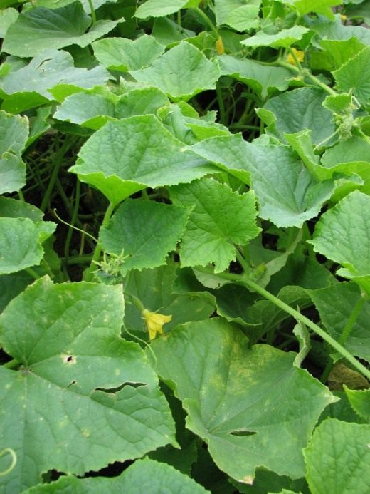 Огурец (Cucumber)