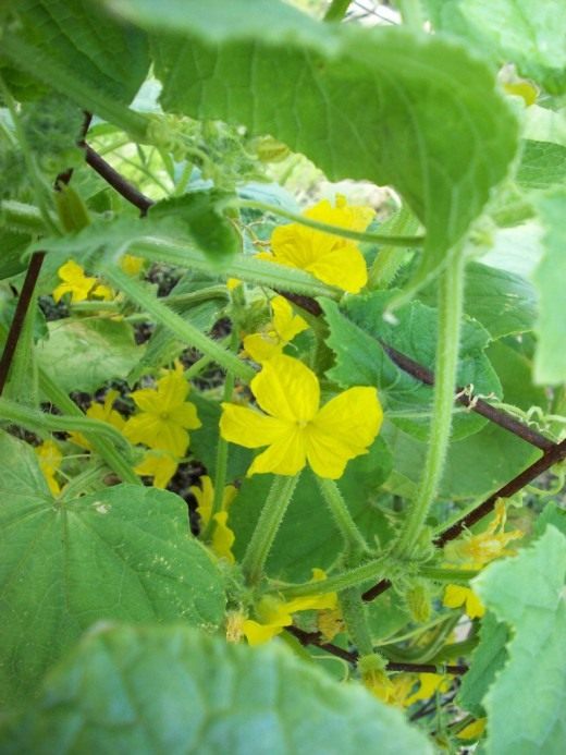 Огурец (Cucumber)