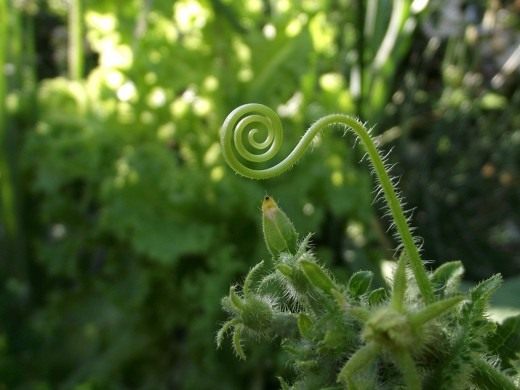 Огурец (Cucumber)