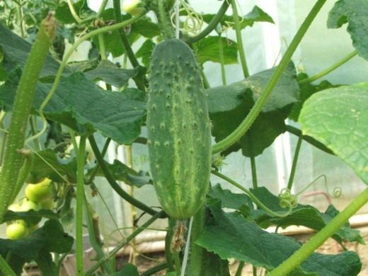 Огурец (Cucumber)