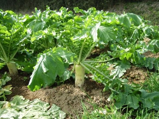 Дайкон (Daikon)