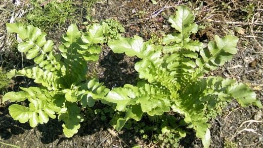 Дайкон (Daikon) Дайкон (Daikon)