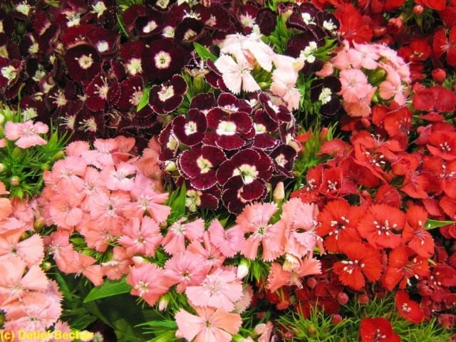 Турецкая гвоздика (Dianthus barbatus) Турецкая гвоздика (Dianthus barbatus)