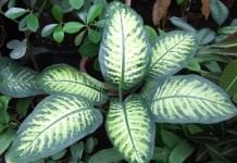 Диффенбахия (Dieffenbachia)