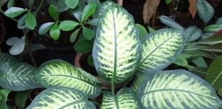 Диффенбахия (Dieffenbachia)