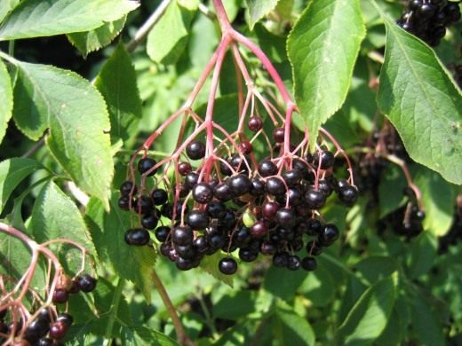 Бузина (Elderberry)