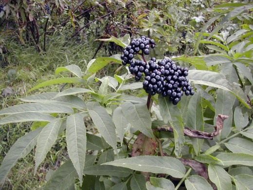 Бузина (Elderberry)