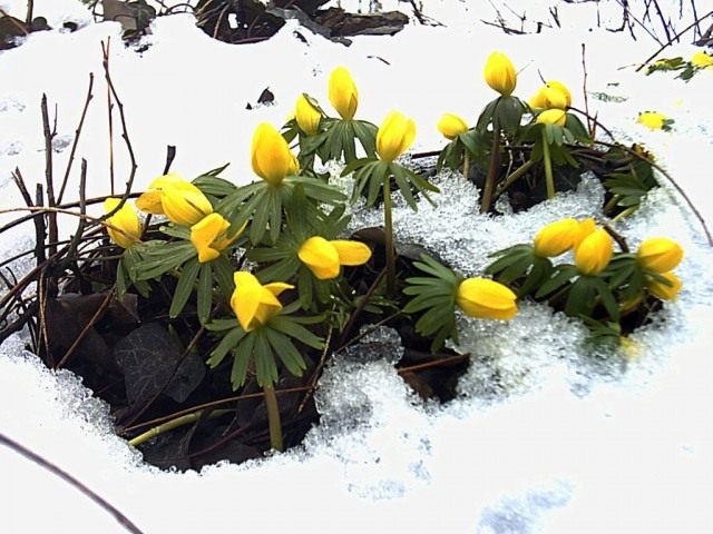 Эрантис зимующий, или зимний (Eranthis hyemalis) Эрантис зимующий, или зимний (Eranthis hyemalis)