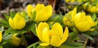 Эрантис зимующий, или зимний (Eranthis hyemalis)