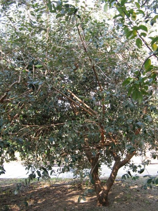 Фейхоа (Feijoa)