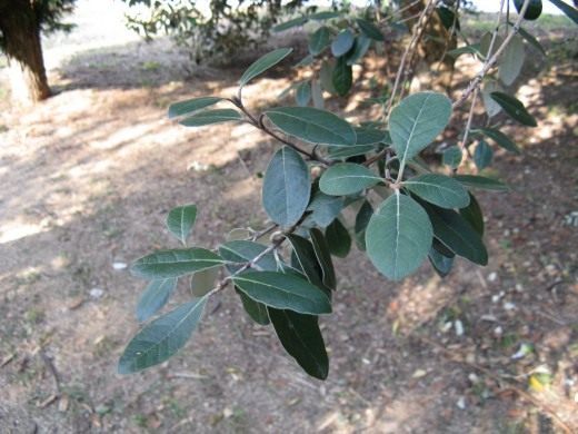 Фейхоа (Feijoa)