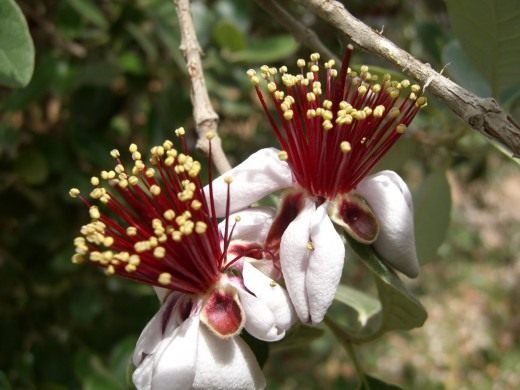 Фейхоа (Feijoa)