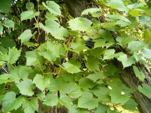 Виноград (Grapes)